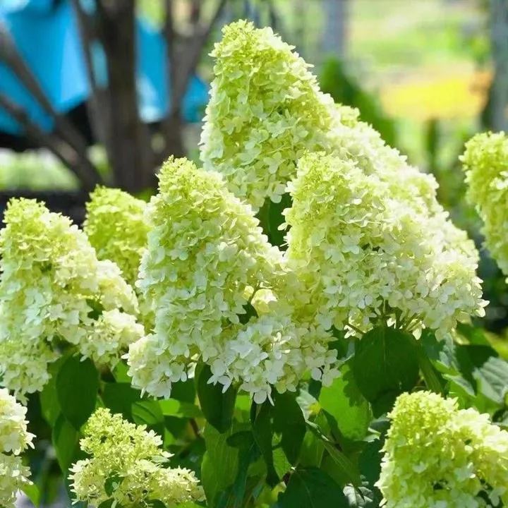 🌸Семена на шишарка от хортензия - ванилия, ягода и лаймлайт