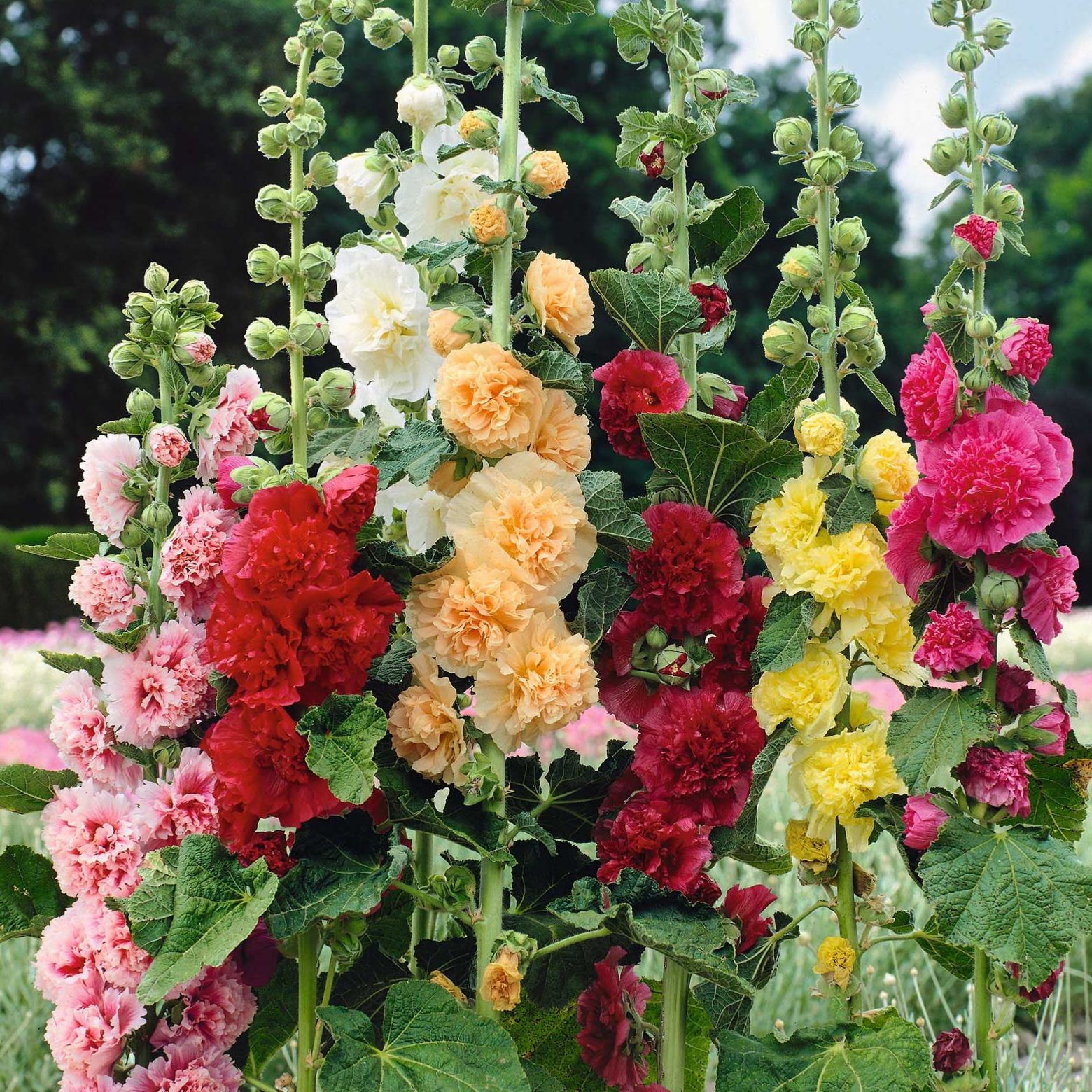 🌸Double Hollyhock Seeds