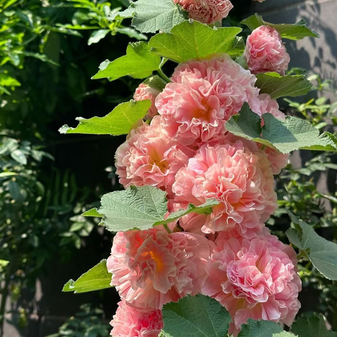 🌸Double Hollyhock Seeds