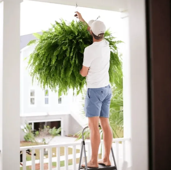 🔥 $9.98 On Sale Only Today 🌱 UV-Resistant Lifelike Artificial Boston Fern