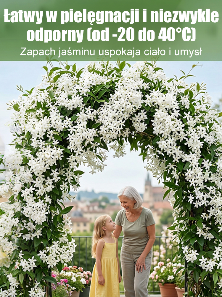 🌸 100% gwarancji przeżycia, rozkwitnięcie w ciągu 7 dni 🌸