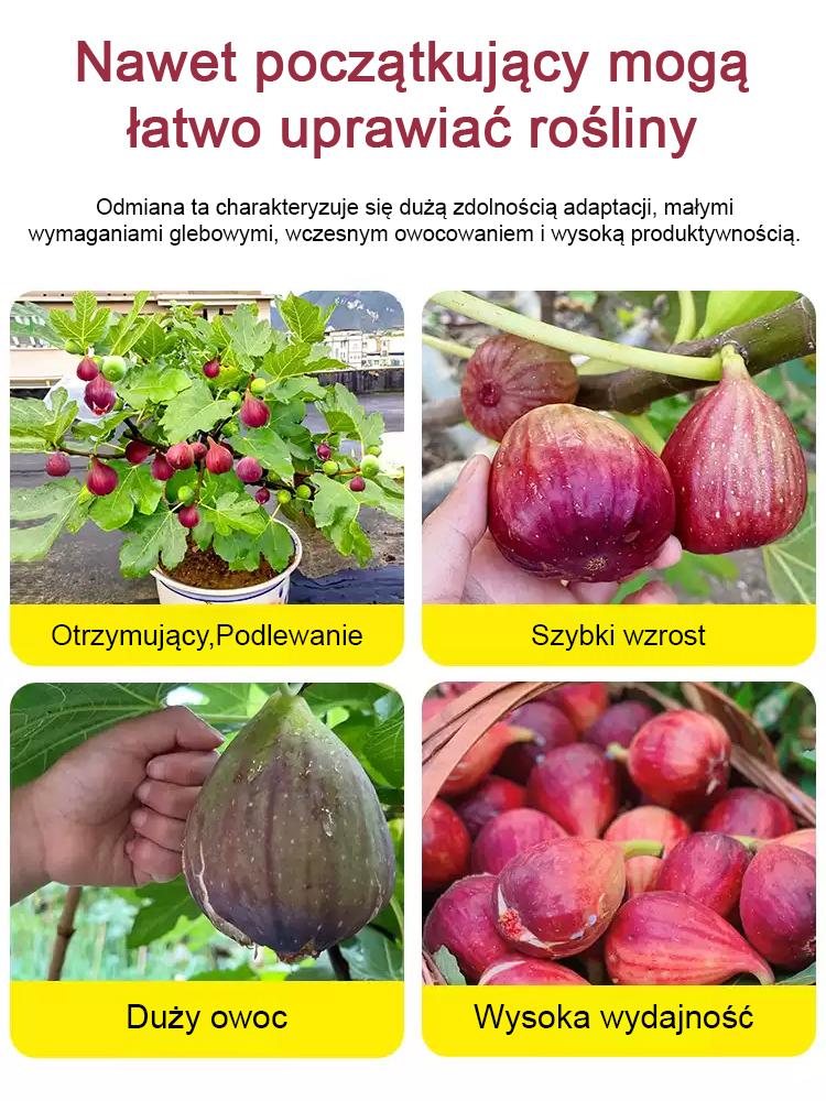 Codzienne świeże owoce na wyłączność: sadzonki fig z Grecji.