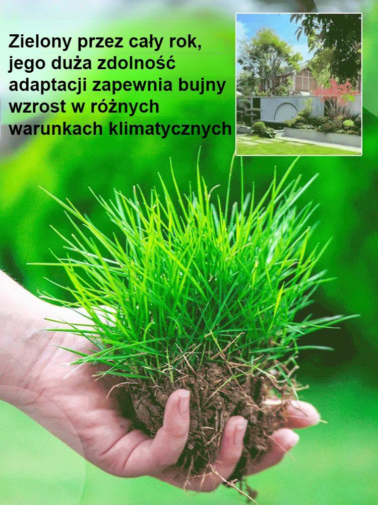7-dniowa szybko rosnąca trawa zielona przez cały rok
