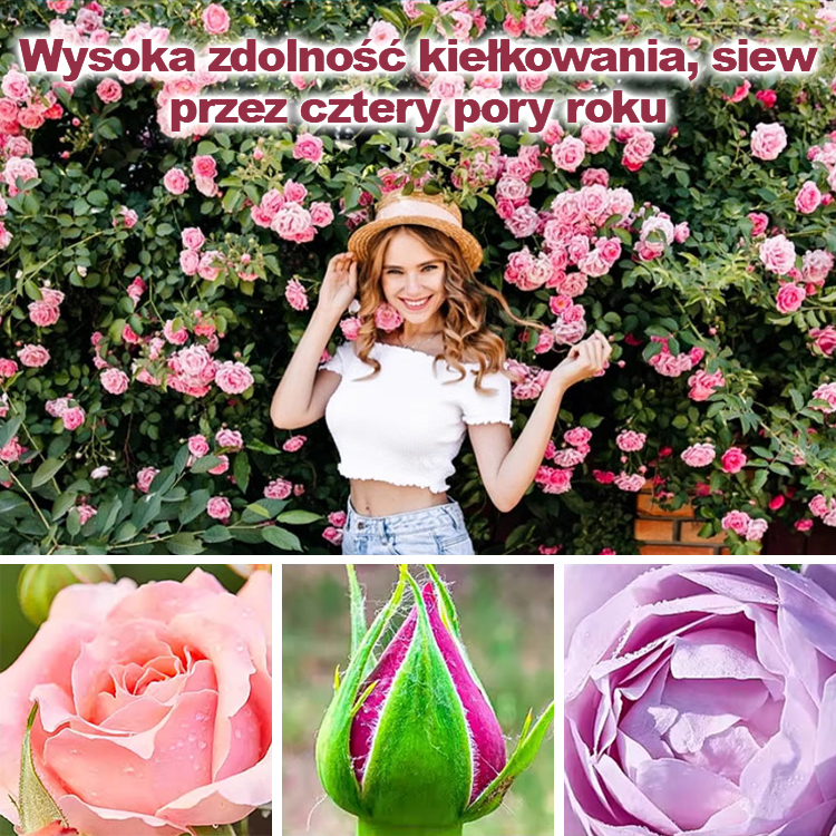 Nasiona róży wielokwiatowej kwitnącej przez cztery pory roku