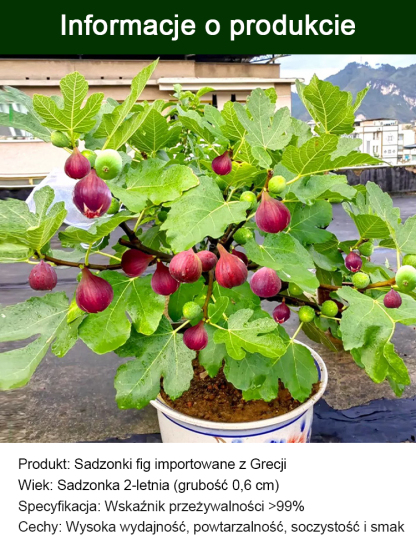 Codzienne świeże owoce na wyłączność: sadzonki fig z Grecji.