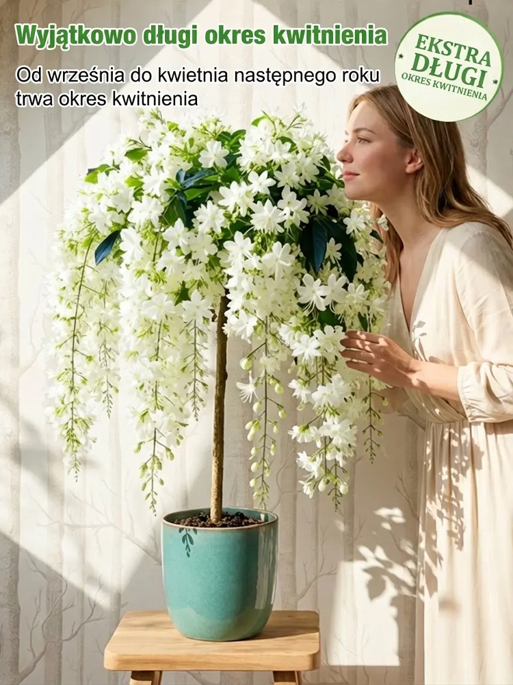 🌸 100% gwarancji przeżycia, rozkwitnięcie w ciągu 7 dni 🌸