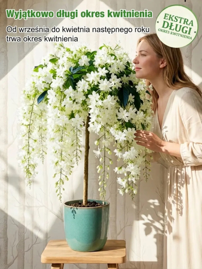 🌸 100% gwarancji przeżycia, rozkwitnięcie w ciągu 7 dni 🌸