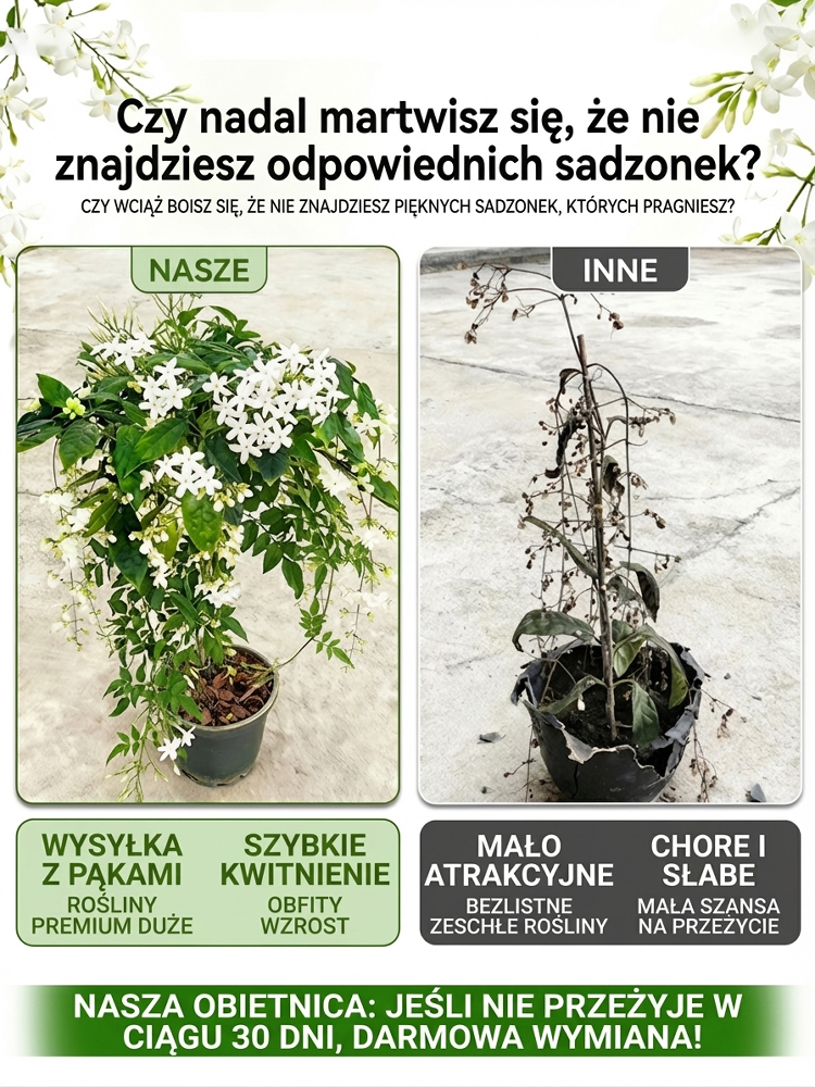 🌸 100% gwarancji przeżycia, rozkwitnięcie w ciągu 7 dni 🌸