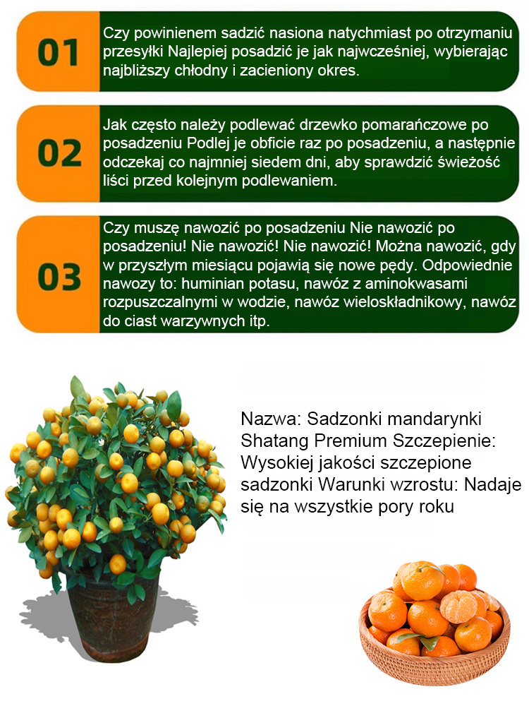 【Słodkie i soczyste】 Sadzonki drzew mandarynek cukrowych owocujące w tym roku