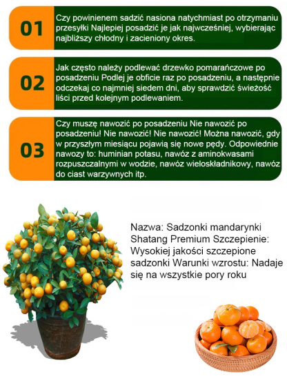 【Słodkie i soczyste】 Sadzonki drzew mandarynek cukrowych owocujące w tym roku