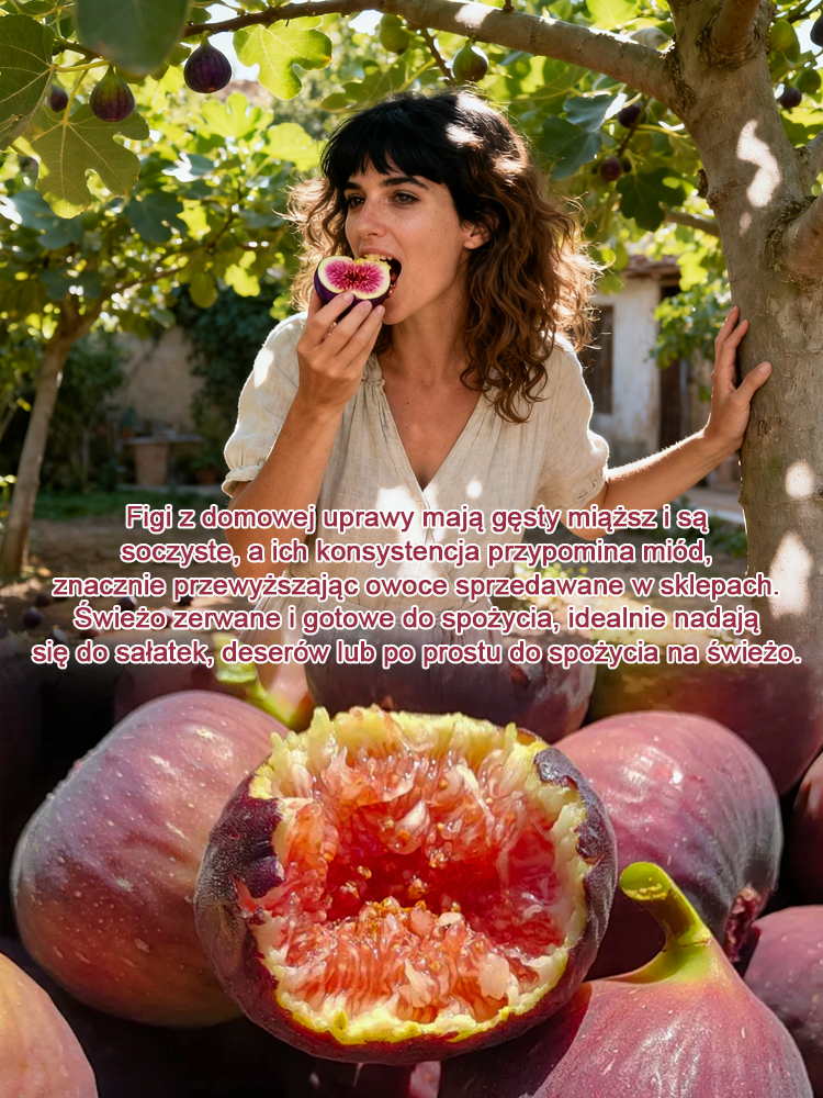 Codzienne świeże owoce na wyłączność: sadzonki fig z Grecji.