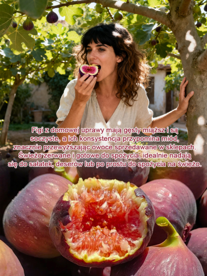 Codzienne świeże owoce na wyłączność: sadzonki fig z Grecji.