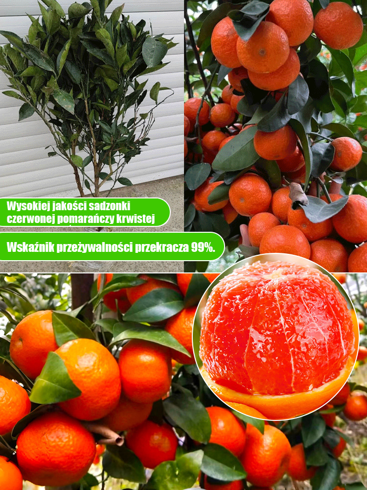 【Jedz, aby uzyskać naturalną dziewczęcą skórę】Słodka, soczysta, łatwa w uprawie i obficie owocująca 