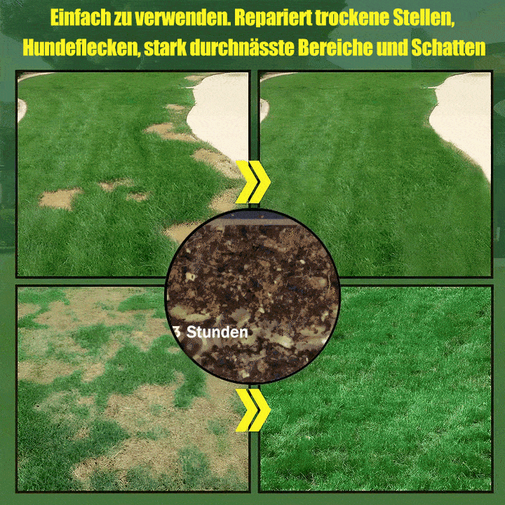 🔥🌱 Immergrüner Zwerggrassamen für vier Jahreszeiten🌾 | Kreieren Sie hier Ihren perfekten Rasen🌼