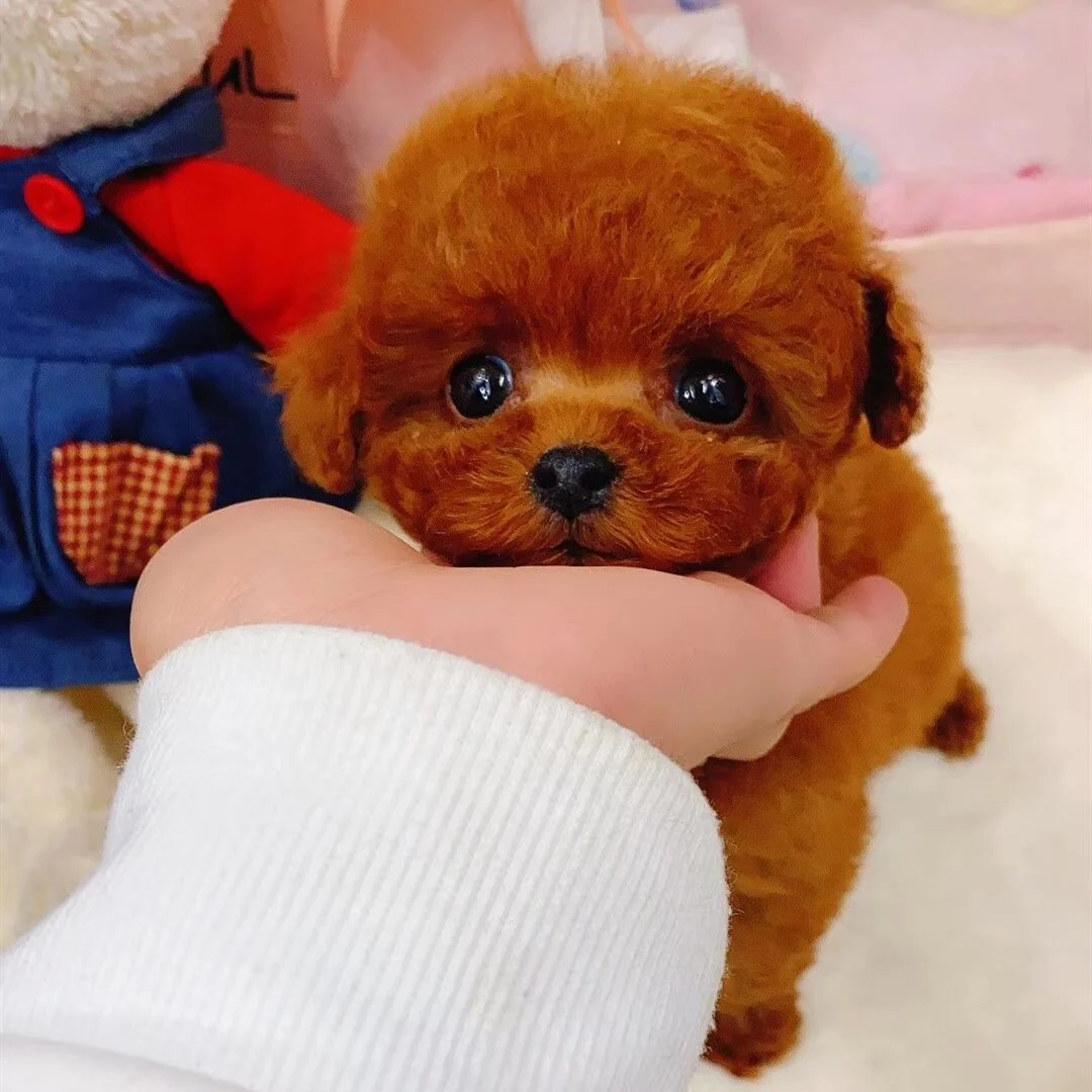 🔥REALISTIC TEDDY DOG LUCKY - $29.80 ONLY LAST 2 DAYS🔥