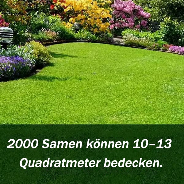 🔥🌱 Immergrüner Zwerggrassamen für vier Jahreszeiten🌾 | Kreieren Sie hier Ihren perfekten Rasen🌼