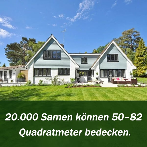 🔥🌱 Immergrüner Zwerggrassamen für vier Jahreszeiten🌾 | Kreieren Sie hier Ihren perfekten Rasen🌼