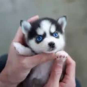 🔥REALISTIC TEDDY DOG LUCKY - $29.80 ONLY LAST 2 DAYS🔥