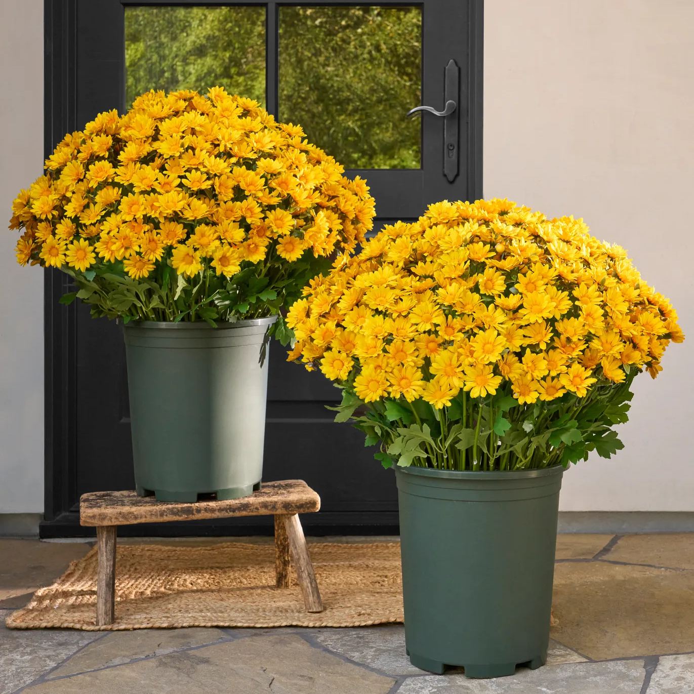 🔥Last Day Each Only $2.99🌼- Artificial Outdoor Sunset Mums Flowers - UV resistant, Waterproof, Windproof