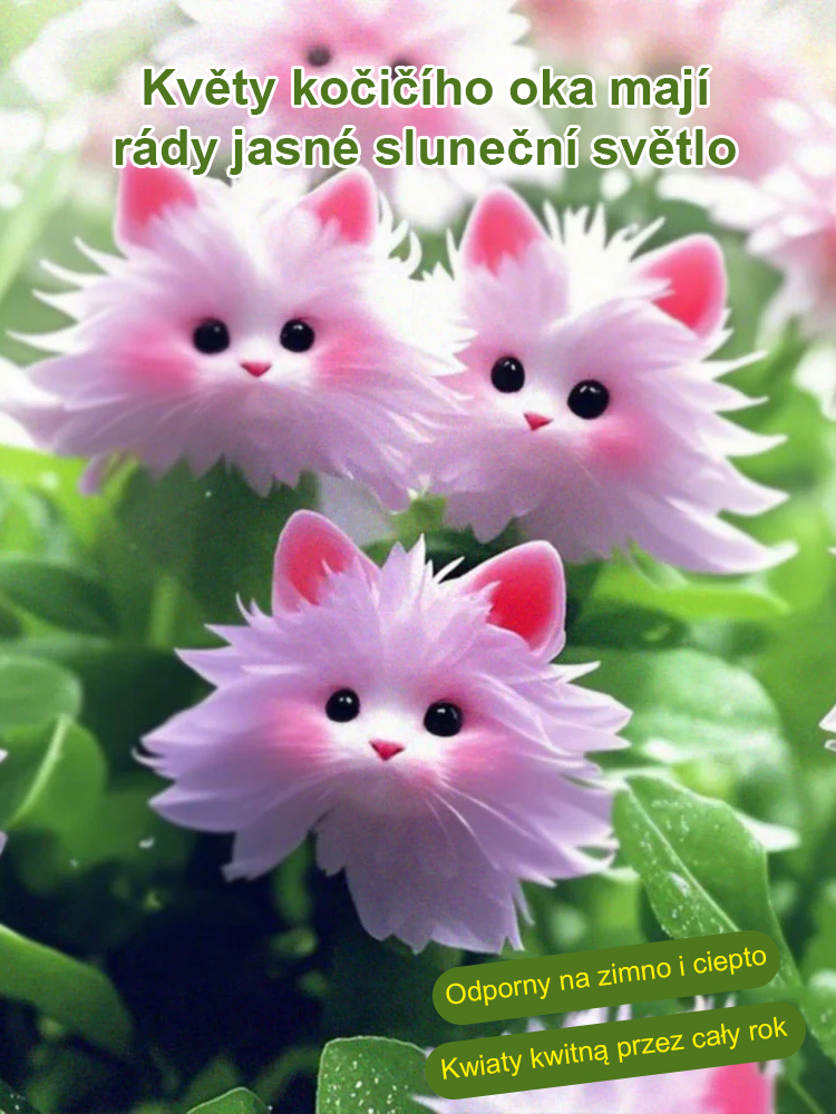 ✨【Tajemné a roztomilé】Odrůda orchideje kočičí oko✨