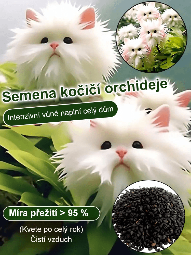 ✨【Tajemné a roztomilé】Odrůda orchideje kočičí oko✨