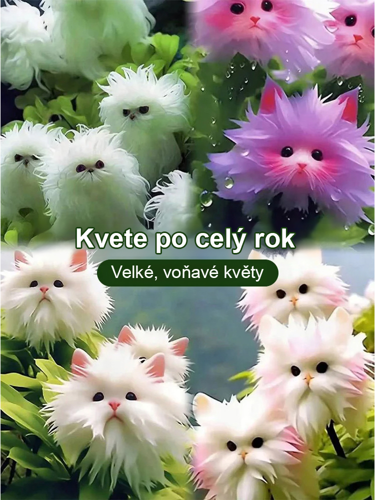 ✨【Tajemné a roztomilé】Odrůda orchideje kočičí oko✨