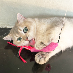 cat feather toys