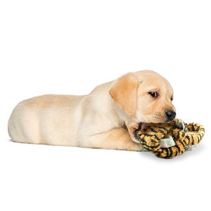 Dog Squeaky Toys