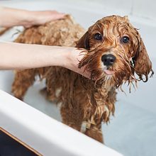 Pet supplies-pet trimmer-pet grooming-pet hair clipper-dog trimmer-cat grooming-dog nail grinder