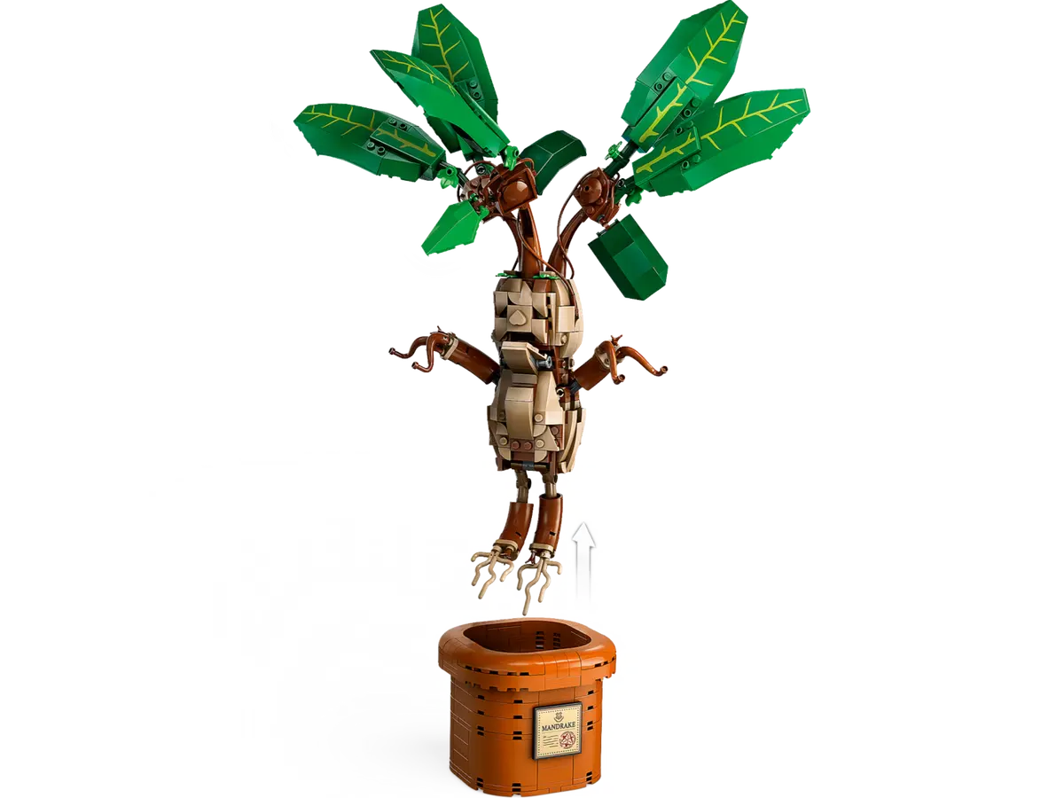 Mandrake