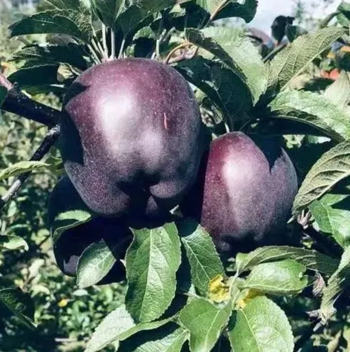 🍎Редки семена от златна ябълка