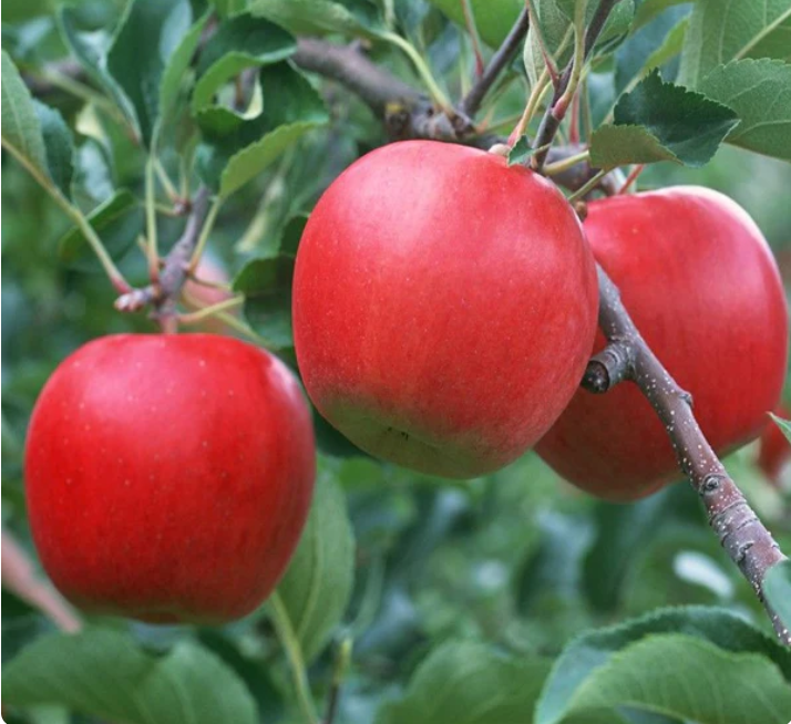 🍎Редки семена от златна ябълка