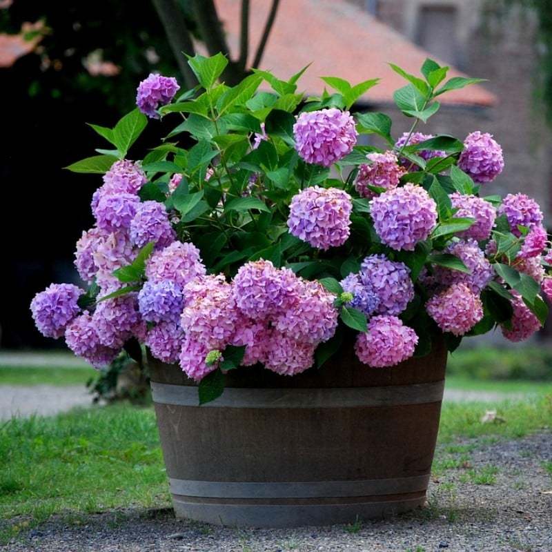 ✨Sista dagen 49% rabatt - Konstgjorda hortensiablommor för utomhusbruk💐