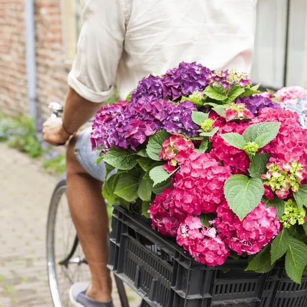 ✨Sista dagen 49% rabatt - Konstgjorda hortensiablommor för utomhusbruk💐