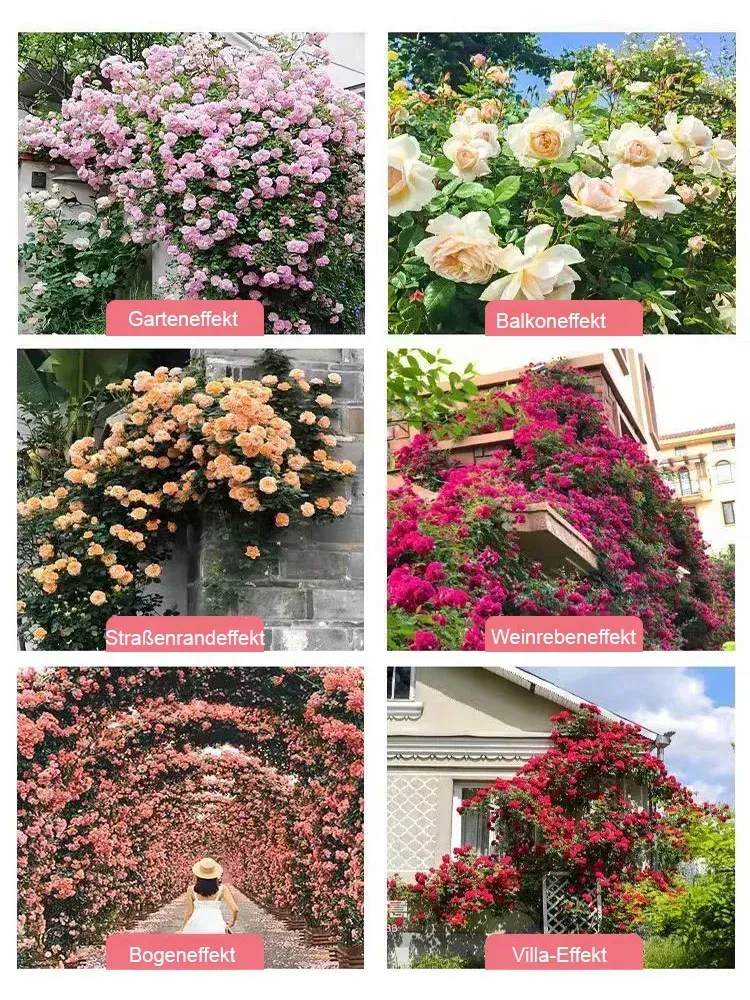 Ganzjährig blühende, gefüllte Rosen-Samen.[ Heute pflanzen ➔ Blüht in 1 Monat ➔ Über 300 Tage Blüte]