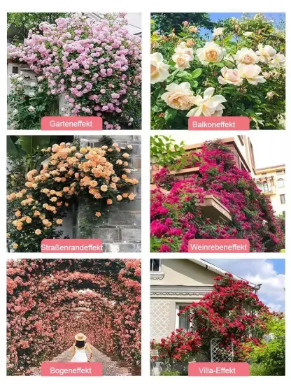 Ganzjährig blühende, gefüllte Rosen-Samen.[ Heute pflanzen ➔ Blüht in 1 Monat ➔ Über 300 Tage Blüte]