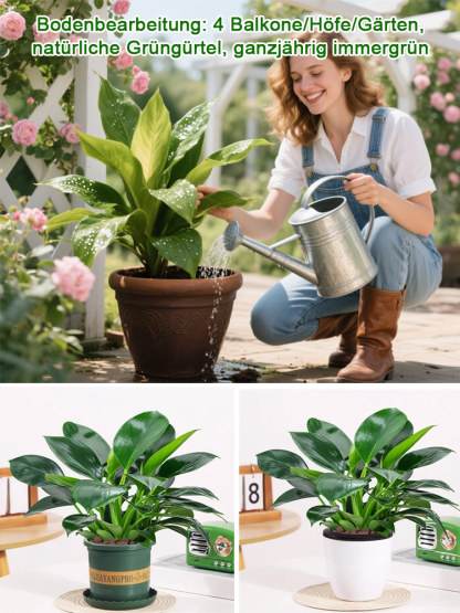 Goldener Diamant Grünpflanze! Der "Entgiftungskönig" unter den Zimmerpflanzen!  Filtert nachweislich Schadstoffe wie Formaldehyd aus der Raumluft und verbessert das Raumklima. 