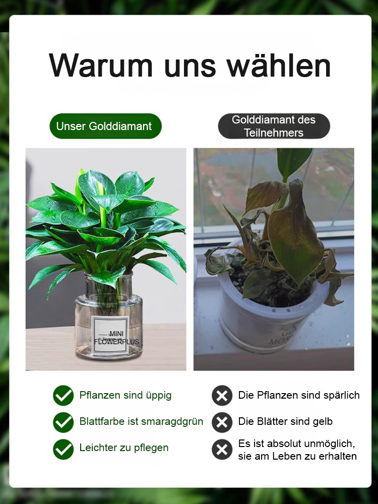 Goldener Diamant Grünpflanze! Der "Entgiftungskönig" unter den Zimmerpflanzen!  Filtert nachweislich Schadstoffe wie Formaldehyd aus der Raumluft und verbessert das Raumklima. 