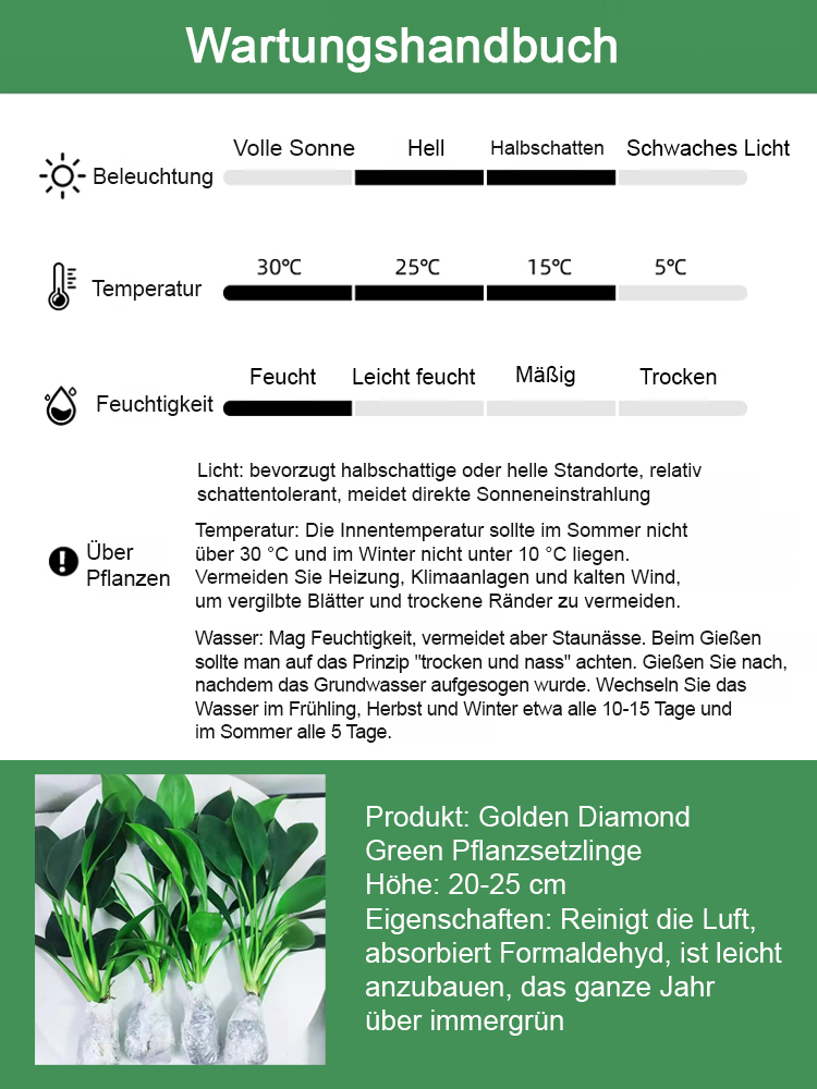 Goldener Diamant Grünpflanze! Der "Entgiftungskönig" unter den Zimmerpflanzen!  Filtert nachweislich Schadstoffe wie Formaldehyd aus der Raumluft und verbessert das Raumklima. 