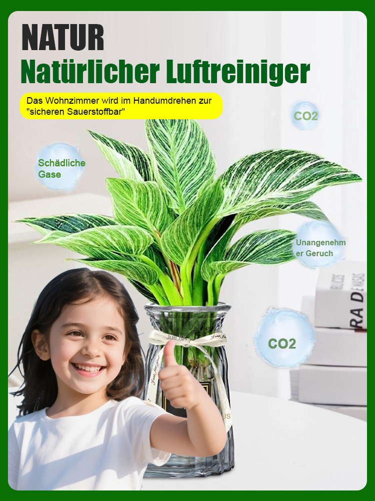 【Trockenheitsresistenter Giftkönig】Platin-Diamant-Grüne Prinzessin Topfpflanze mit großen Blättern