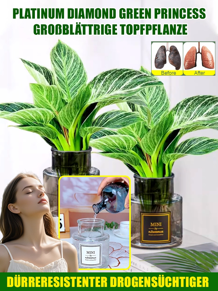 【Trockenheitsresistenter Giftkönig】Platin-Diamant-Grüne Prinzessin Topfpflanze mit großen Blättern