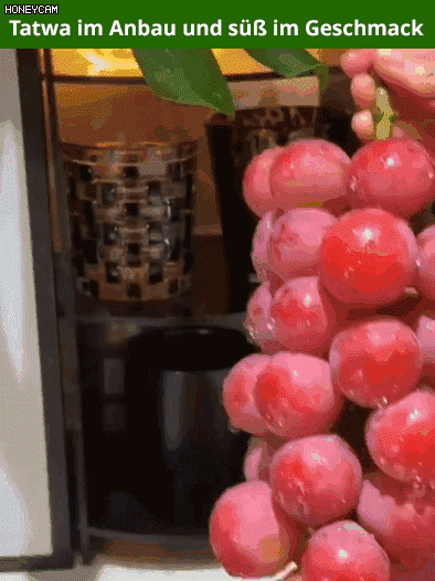 【100% Überlebensrate】✅Queen Nina-Trauben mit natürlichem Weinaroma