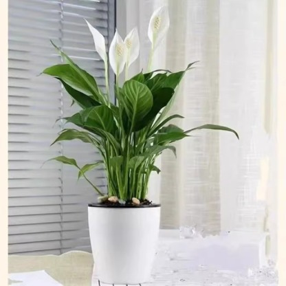 🌿🌿🌿A natural air purifier，Absorbs formaldehyde, odors, and other pollutants in just one second，Requires only water to grow, with a 99.99% survival rate.