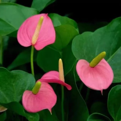 🌿🌿🌿A natural air purifier，Absorbs formaldehyde, odors, and other pollutants in just one second，Requires only water to grow, with a 99.99% survival rate.