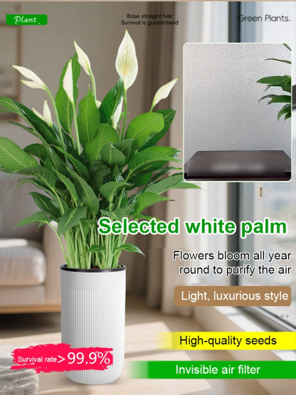 🌿🌿🌿A natural air purifier，Absorbs formaldehyde, odors, and other pollutants in just one second，Requires only water to grow, with a 99.99% survival rate.