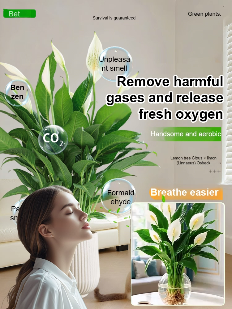 🌿🌿🌿A natural air purifier，Absorbs formaldehyde, odors, and other pollutants in just one second，Requires only water to grow, with a 99.99% survival rate.