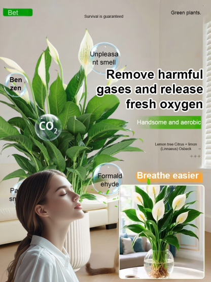 🌿🌿🌿A natural air purifier，Absorbs formaldehyde, odors, and other pollutants in just one second，Requires only water to grow, with a 99.99% survival rate.