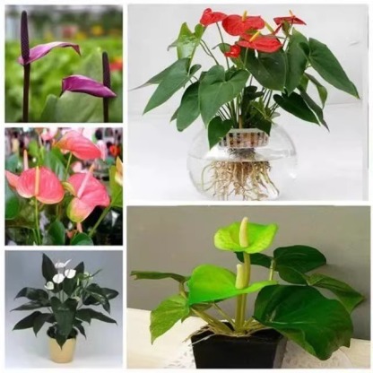 🌿🌿🌿A natural air purifier，Absorbs formaldehyde, odors, and other pollutants in just one second，Requires only water to grow, with a 99.99% survival rate.