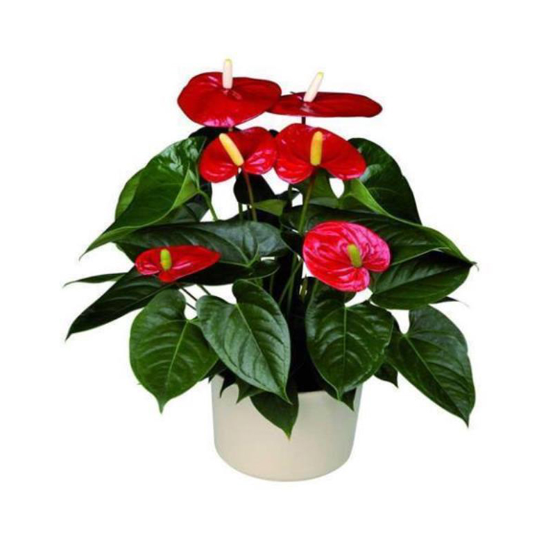 🌿🌿🌿A natural air purifier，Absorbs formaldehyde, odors, and other pollutants in just one second，Requires only water to grow, with a 99.99% survival rate.