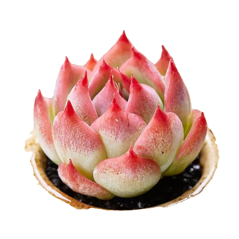 Echeveria Chihuahuaensis, Mini Live Succulent Fully Rooted in Pot, House Plant for Indoor Outdoor Home Office Wedding Decoration Party Favor-DUOROU